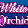Λογότυπο White Orchid